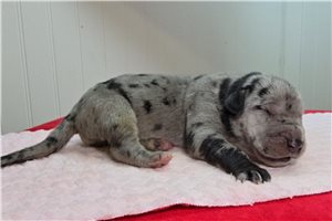 Baron - puppy for sale