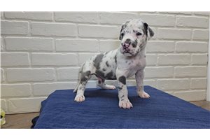 Bond - puppy for sale