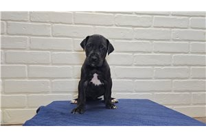 Button - puppy for sale