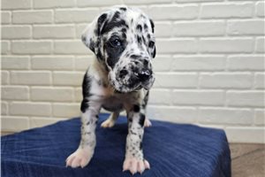 Bodhi - puppy for sale