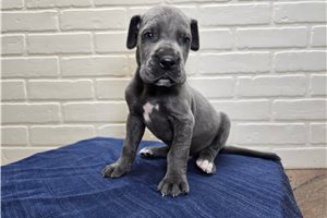 Bogart - puppy for sale