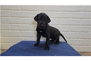 Brynn - puppy for sale