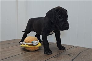 Button - Great Dane for sale