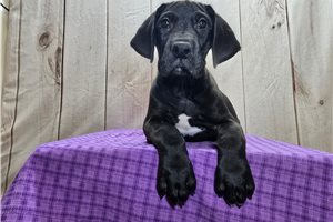 Button - Great Dane for sale