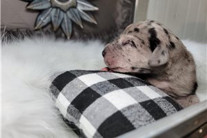 Josiah - puppy for sale
