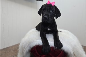 Brynn - Great Dane for sale