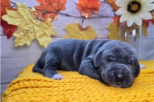 Vicki - Great Dane for sale