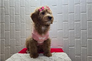Priscilla - Mini Goldendoodle for sale
