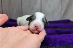 Sorrel - Goldendoodle, Mini for sale