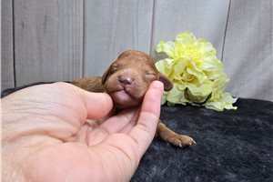 Coffee - Goldendoodle, Mini for sale