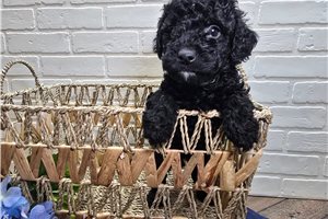 Paris - puppy for sale