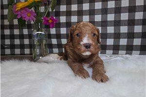 Saylor - Goldendoodle, Mini for sale