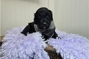 Ford - Goldendoodle, Mini for sale