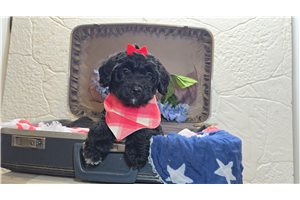 Cali - Goldendoodle, Mini for sale