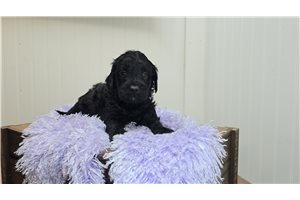 Ferguson - Goldendoodle, Mini for sale