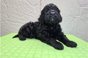 Ferguson - Goldendoodle, Mini for sale