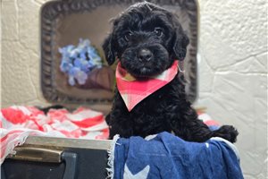 Ferguson - Goldendoodle, Mini for sale