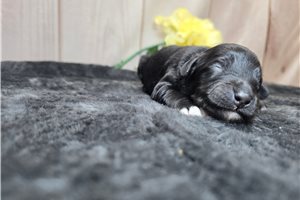 Cali - puppy for sale