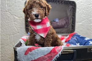 Dallas - Mini Goldendoodle for sale