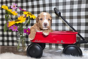 Massey - Mini Goldendoodle for sale