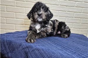 Palmer - puppy for sale