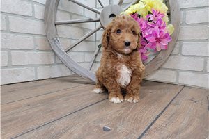 Mazie - puppy for sale