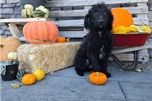 Koyte - Mini Goldendoodle for sale