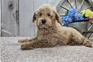 Atom - Goldendoodle, Mini for sale