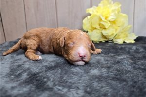 Dallas - Goldendoodle, Mini for sale