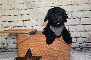 Ferguson - Mini Goldendoodle for sale