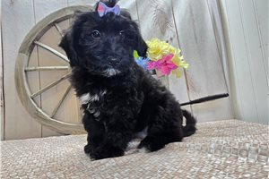 Poppy - Goldendoodle, Mini for sale