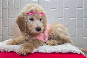 Paisley - puppy for sale