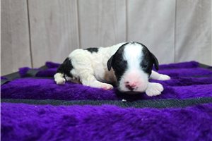 Spade - Goldendoodle, Mini for sale
