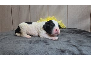 Spade - Mini Goldendoodle for sale