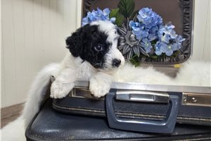 Soul - Goldendoodle, Mini for sale