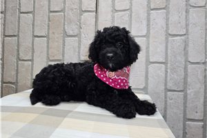 Paris - Mini Goldendoodle for sale