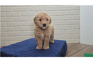 Paisley - puppy for sale