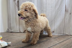 Atom - Goldendoodle, Mini for sale