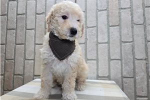 Paul - Goldendoodle, Mini for sale