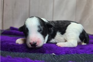 Soul - puppy for sale