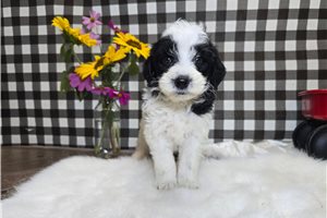 Spade - Goldendoodle, Mini for sale