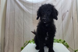 Koyte - Mini Goldendoodle for sale