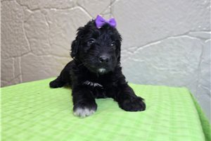 Cali - Goldendoodle, Mini for sale