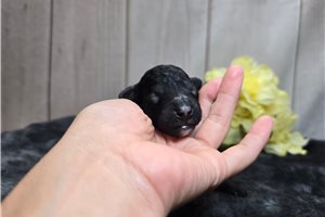 Koyte - puppy for sale