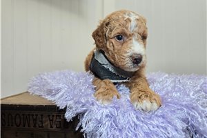 Massey - Goldendoodle, Mini, placed in Fort Wayne