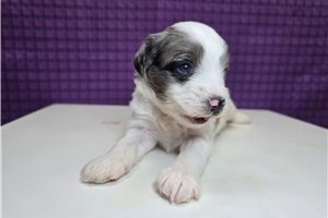 Sorrel - puppy for sale