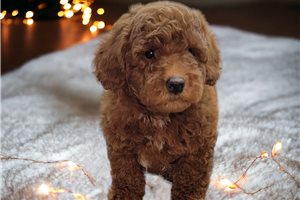 Elam - puppy for sale