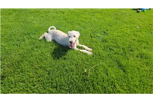 Paul - Goldendoodle, Mini for sale
