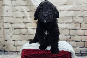 Ford - Mini Goldendoodle for sale