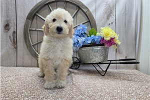 Paul - Goldendoodle, Mini for sale